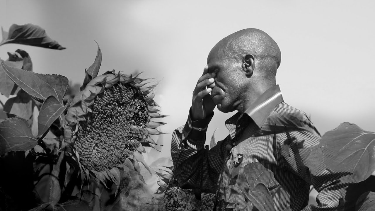 Stealing Sunflowers | A News24 Documentary