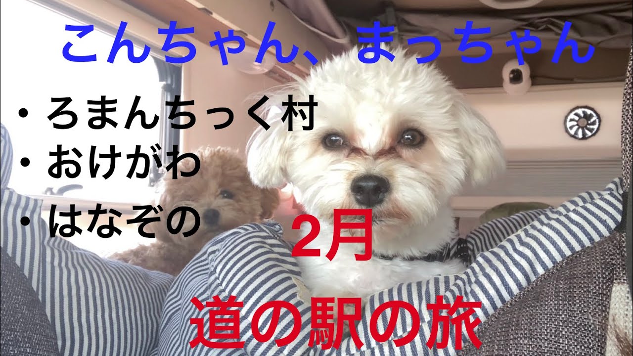 こんちゃん、まっちゃん(道の駅の旅2月)2026年3月6日#マルジャック #マルプー#道の駅うつのみやろまんちっく村#道の駅庄和#道の駅おけがわ #道の駅はなぞの