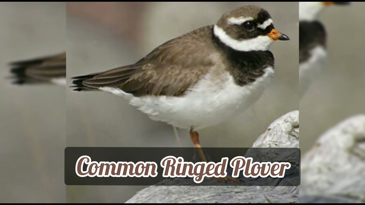 Grand Gravelot  - Common Ringed Plover - Charadrius Hiaticula