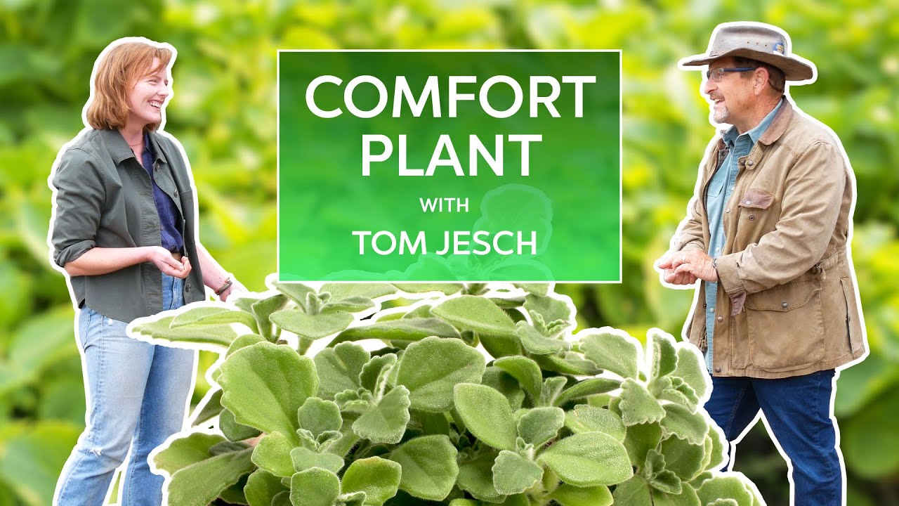 The Next Aloe Vera?! Comfort Plant with Tom Jesch