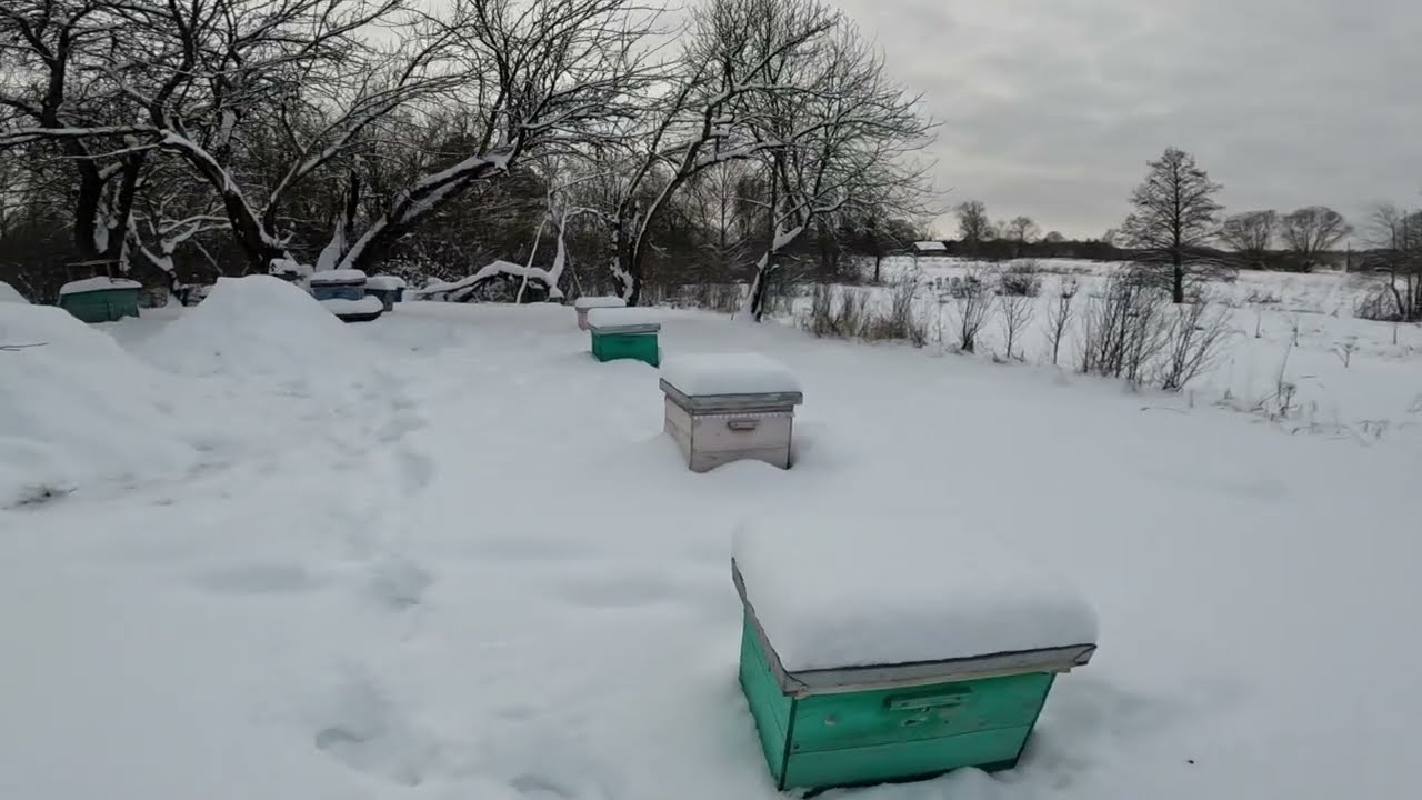 Пасека на 29 декабря 25г