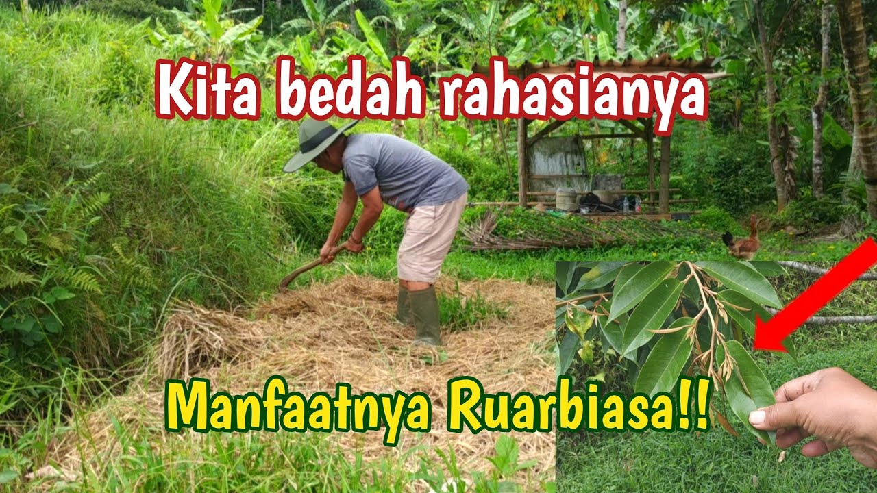 Pohon Durian Dahsyat Pertumbuhannya part1