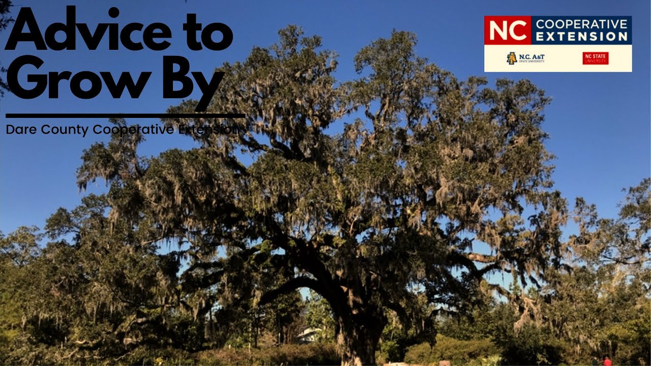 Advice to Grow By - Live Oak Trees - May 7, 2021