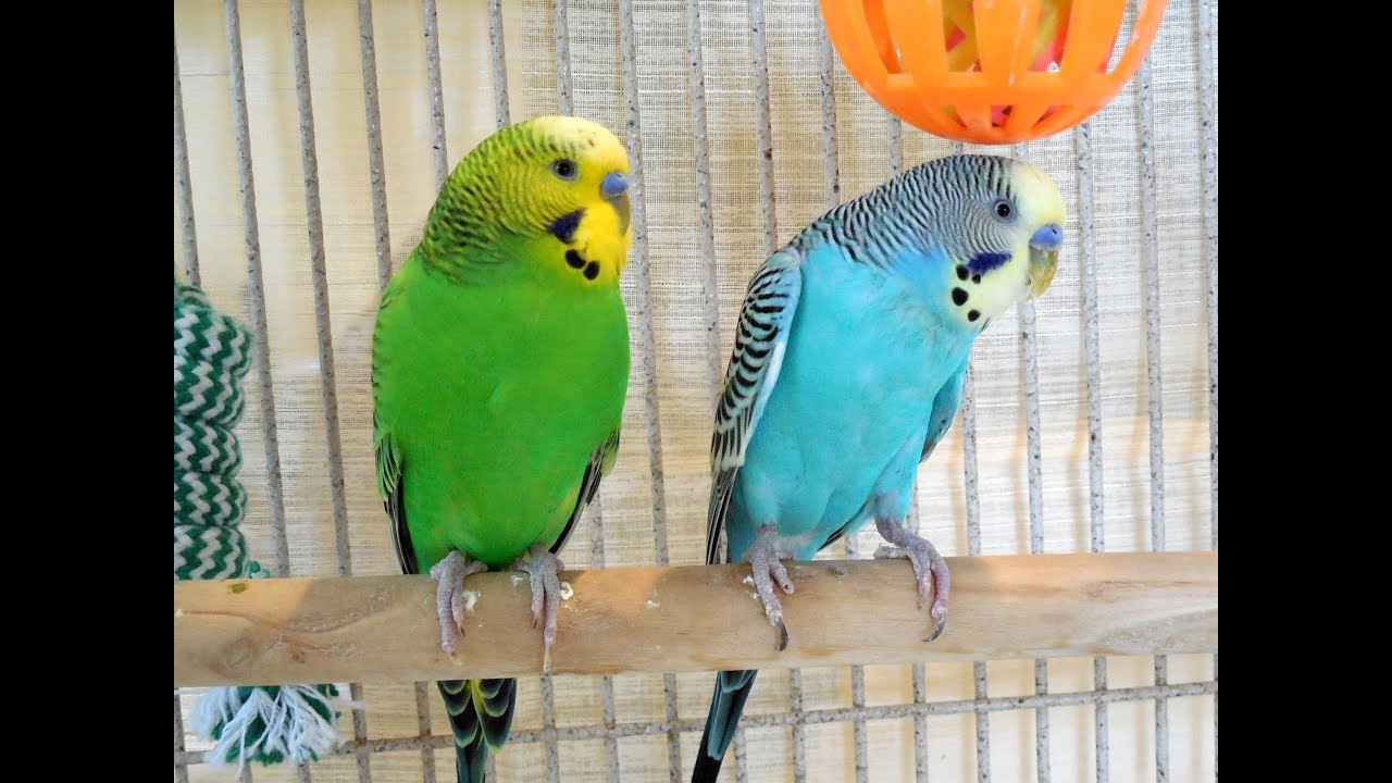 My pet budgies 10 Hr singing.  New unique footage of pet parakeets chirping.