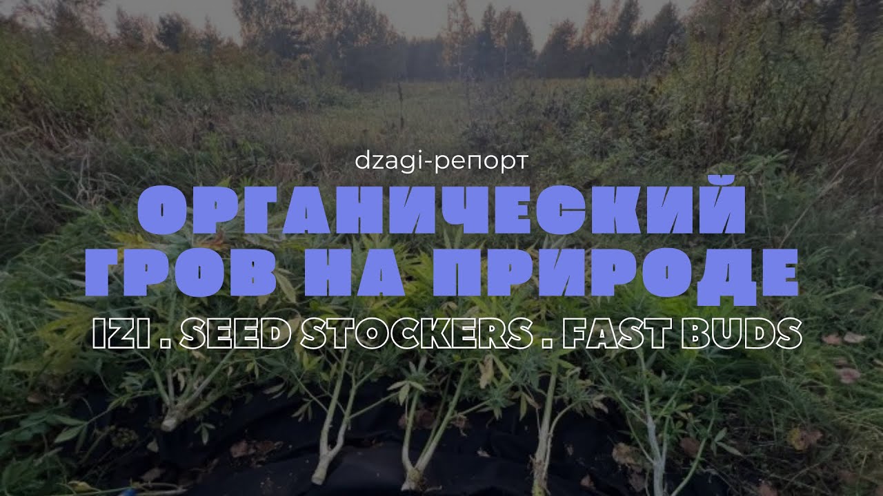 Летний органический гров на природе, 56 c.ш. | Dzagi-репорт
