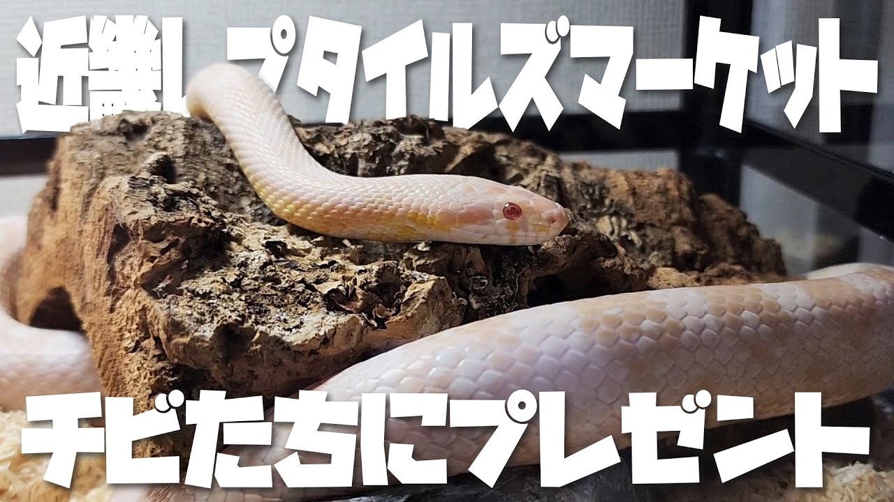 近畿レプとチビたちにプレゼント