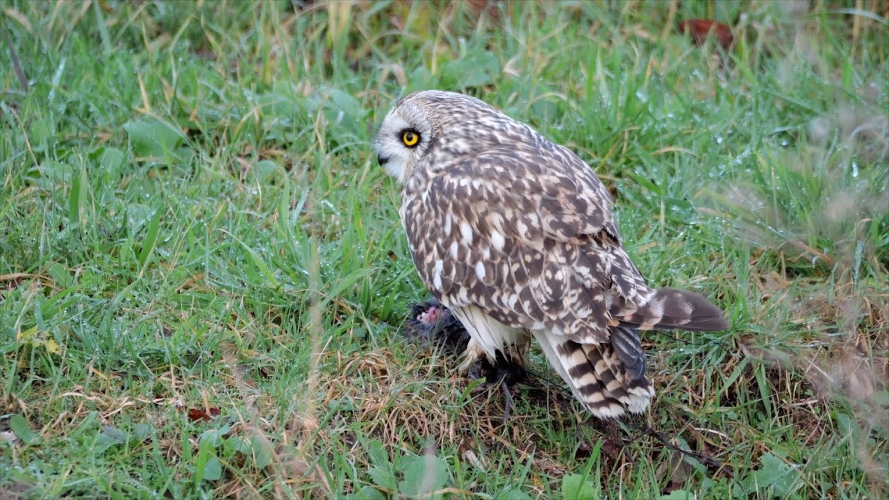 Shorty: The Short eared Owl