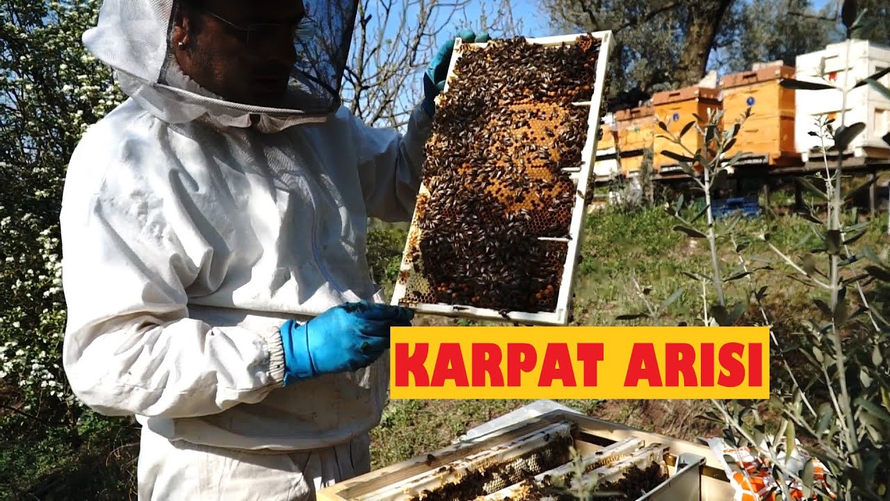 KARPAT ARISI