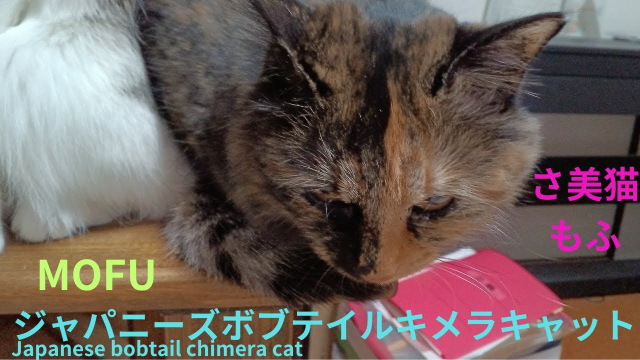ジャパニーズボブテイルキメラキャット　保護サビ猫　もふ。Japanese bobtail chimera cat