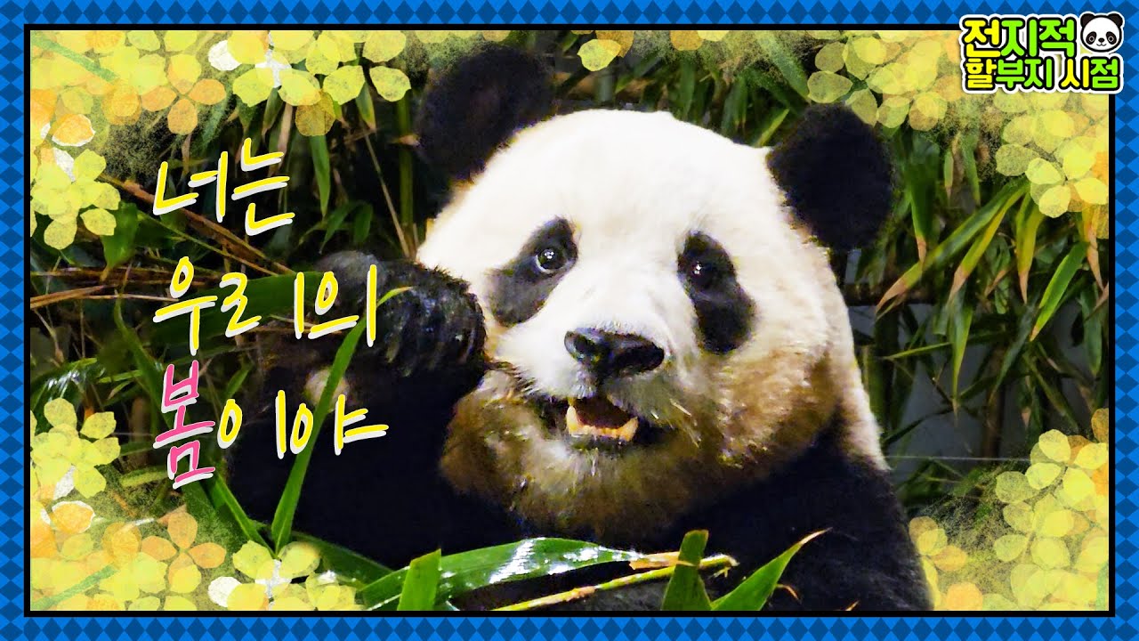 (SUB) Привет от нашего вечного малыша-панды Фубао🐼│Мир панд