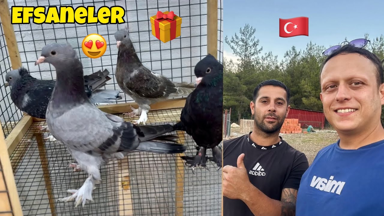 Eren Acile Harika Güvercinler Gönderdik 🕊️ @WOGZDOGZTV Oyunkuşu Tavuk Horoz ve Civcivlerimiz 😇