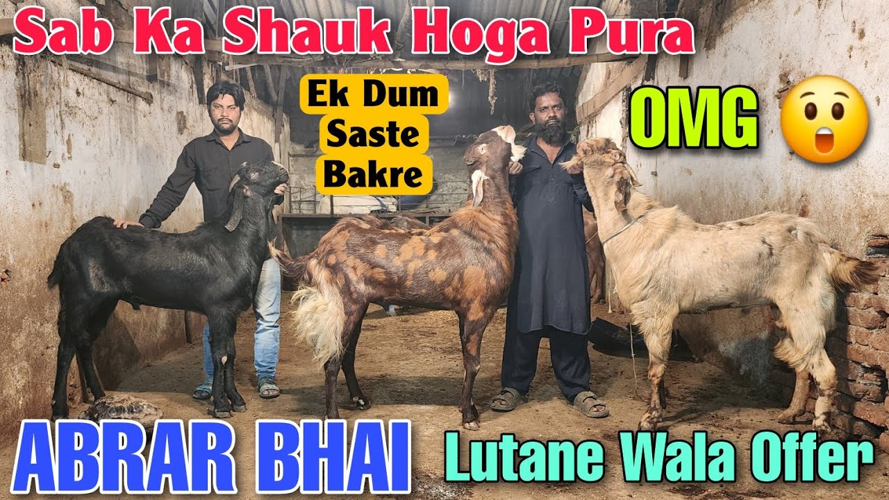 2026 Sab Ko Milege Ab Saste Bakre At ABRAR BHAI | Big Andul Qurbani Goats In Bhiwandi 