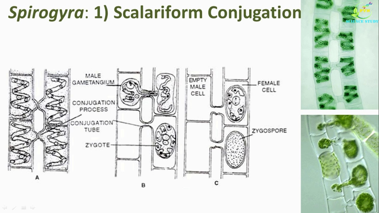 Spirogyra Reproduction/ Spirogyra Vegetative and sexual reproduction/Scalariform Lateral conjugation