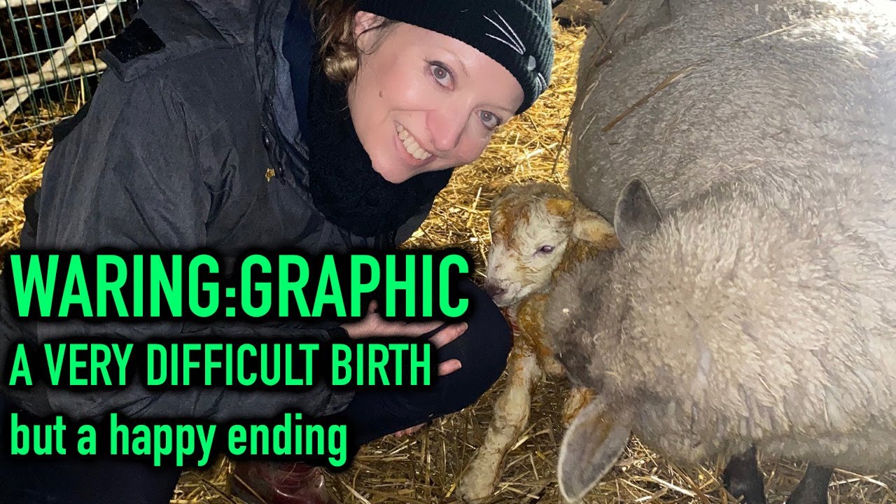 LAMBING: A VERY DIFFICULT BIRTH but all is well in the end