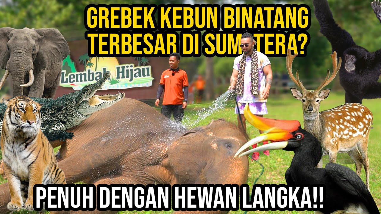 GOKIL!! GREBEK KEBUN BINATANG TERBESAR DI SUMATERA SELATAN BANYAK HEWAN LANGKA!! #KINGOFTHEJUNGLE