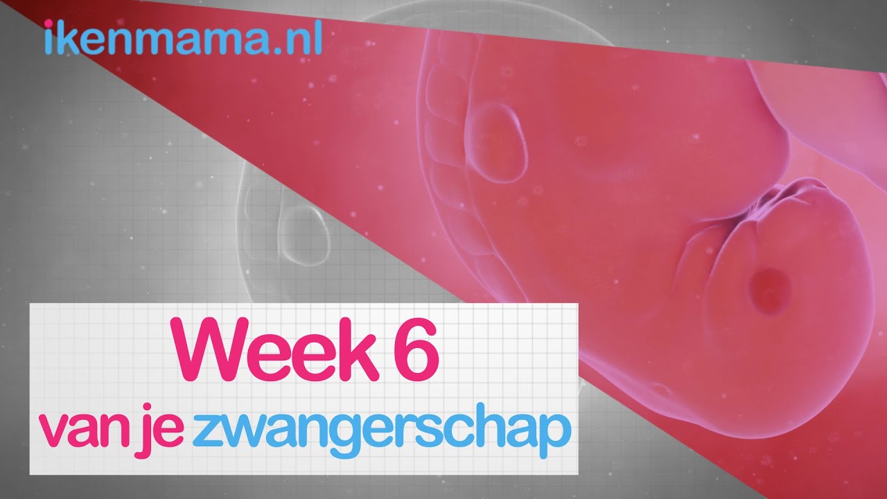 6 weken zwanger? Bekijk symptomen, informatie over de echo en je kindje en je lichaam | ikenmama.nl