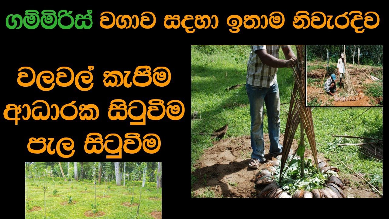 ගම්මිරිස් පැල හිටවන නිවැරදිම ආකාරය | Gammiris Pela Situweema Sinhala