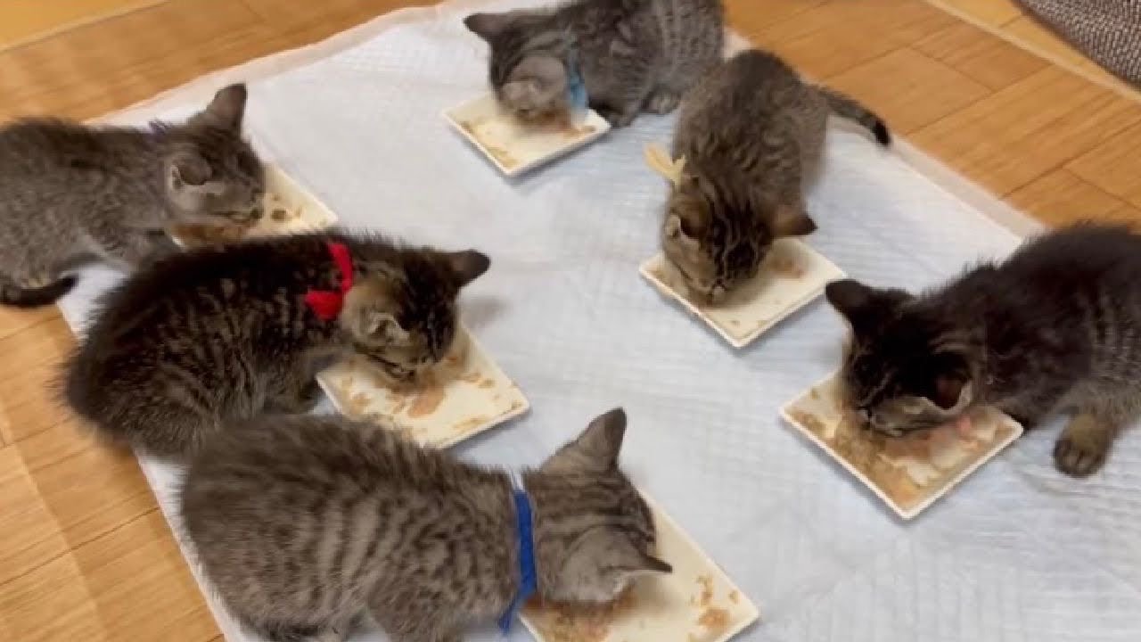 【かわいい】埼玉からやって来た6匹の子猫達の食欲がすごい！