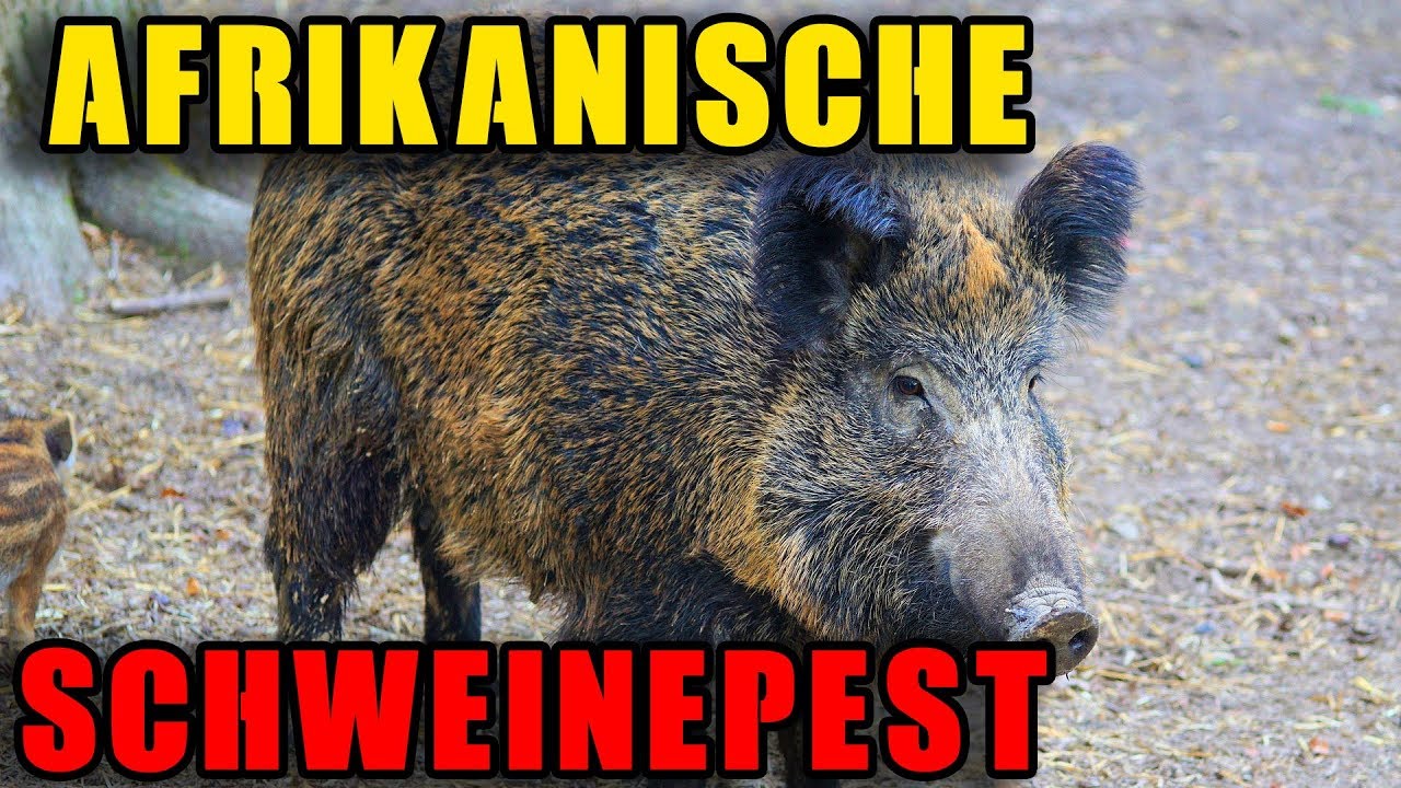 Afrikanische Schweinepest als falsche Hoffnung? Folge 6
