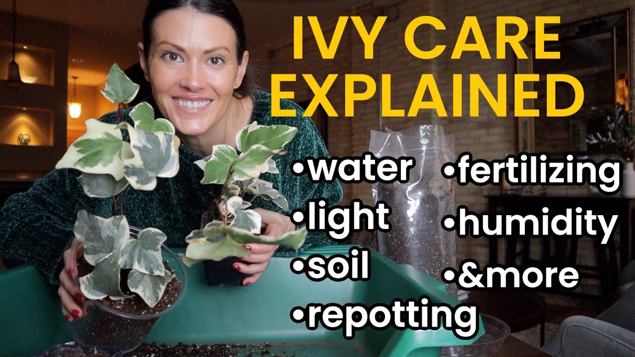Ivy Plant Care 101 | How to Keep Ivy Healthy Indoors - Watering, Lighting, Repot, Fertilize & More