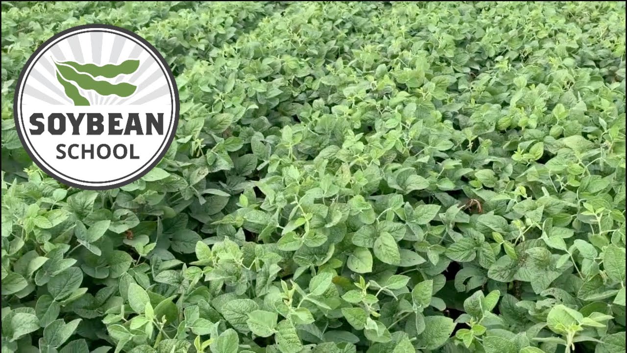 Soybean School: 15