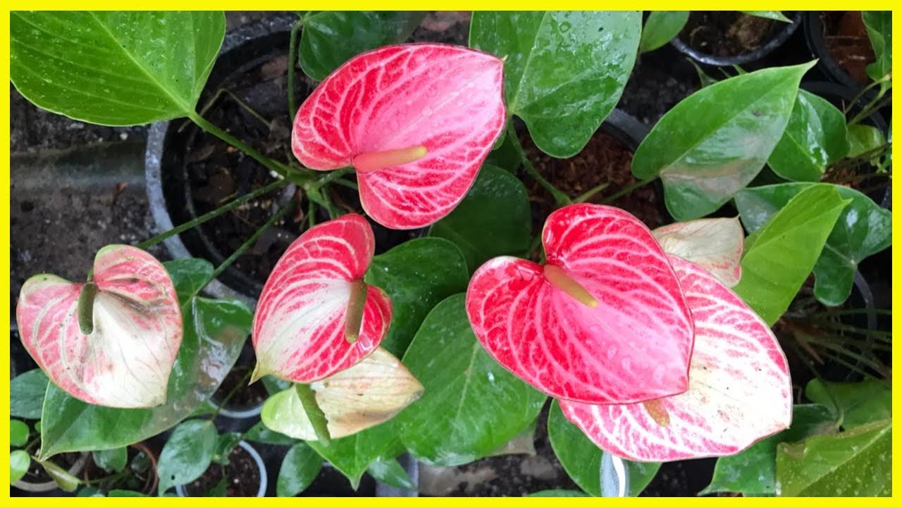 ඔන්න ගෙනාව ලස්සන packages ටිකක් | Anthurium Plants | Alankara Plants 0711656785
