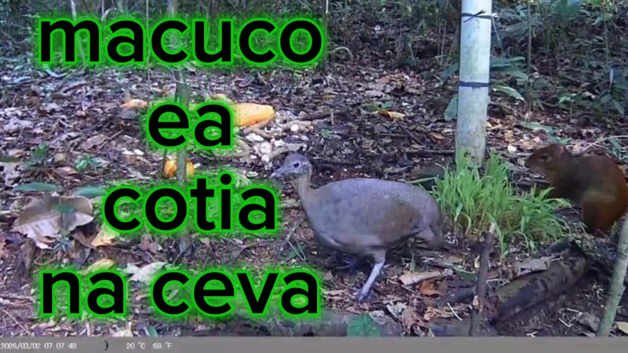 O dia da cutia e da ave mais cobiçada dos caçadores novos registros da vida selvagem 