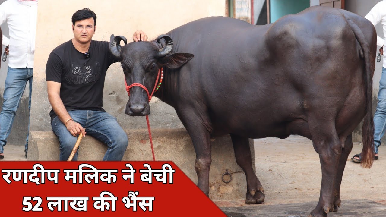 रणदीप मलिक ने बेची 52 लाख की भैंस, देखते ही रह जाओगे | Randeep Malik Dairy Farm (9817131733)