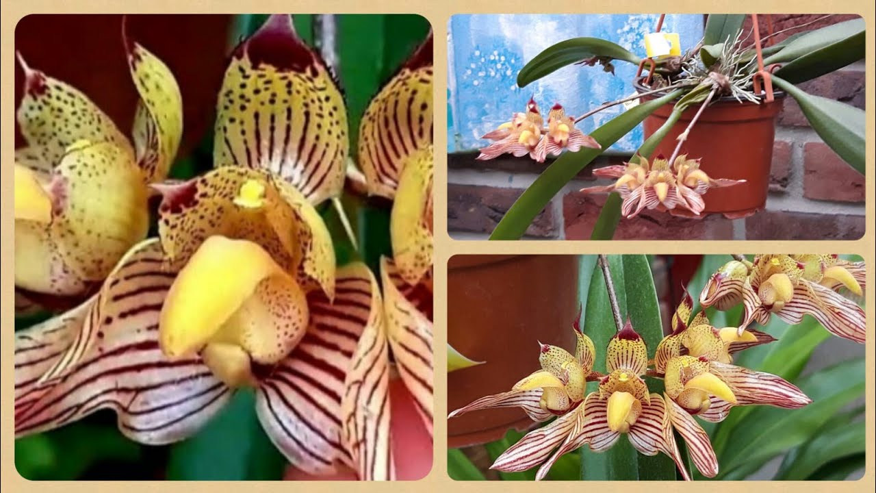 Орхидея БУЛЬБОФИЛЛУМ/bulbophyllum bicolor/ биколор и что надо для его цветениЯ😀