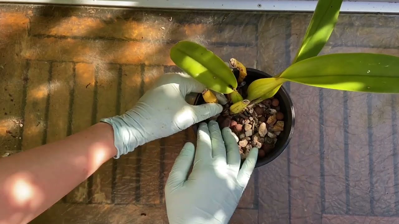 2311 如何喚醒花後沉睡的卡特蘭 how to wake up a sulking Cattleya orchid