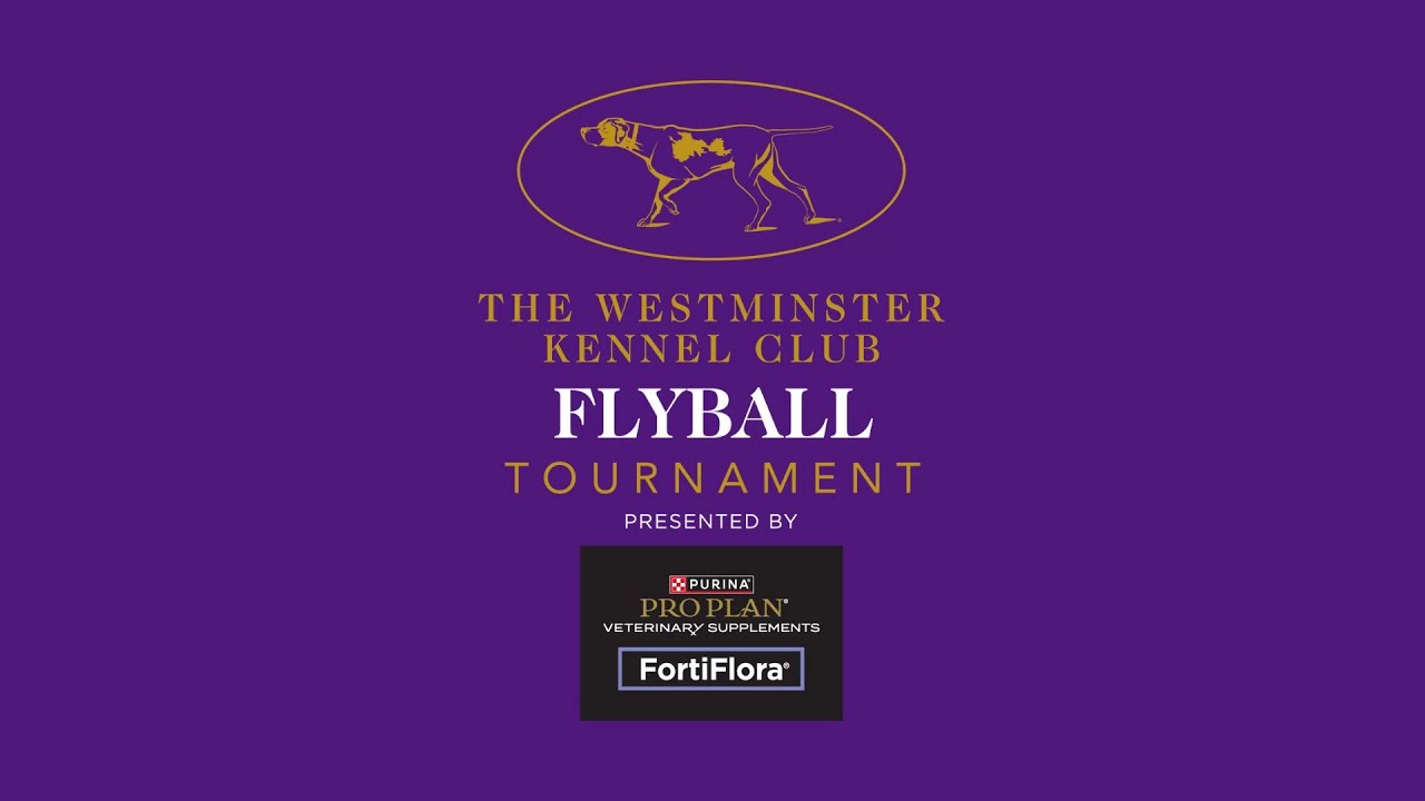 Flyball Finals Part1 | Westminster Kennel Club 2026