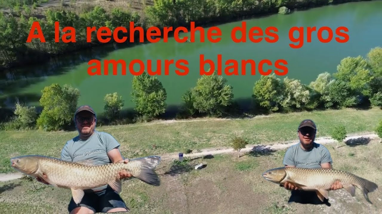 A la recherche de l'amour blanc (carpe chinoise)