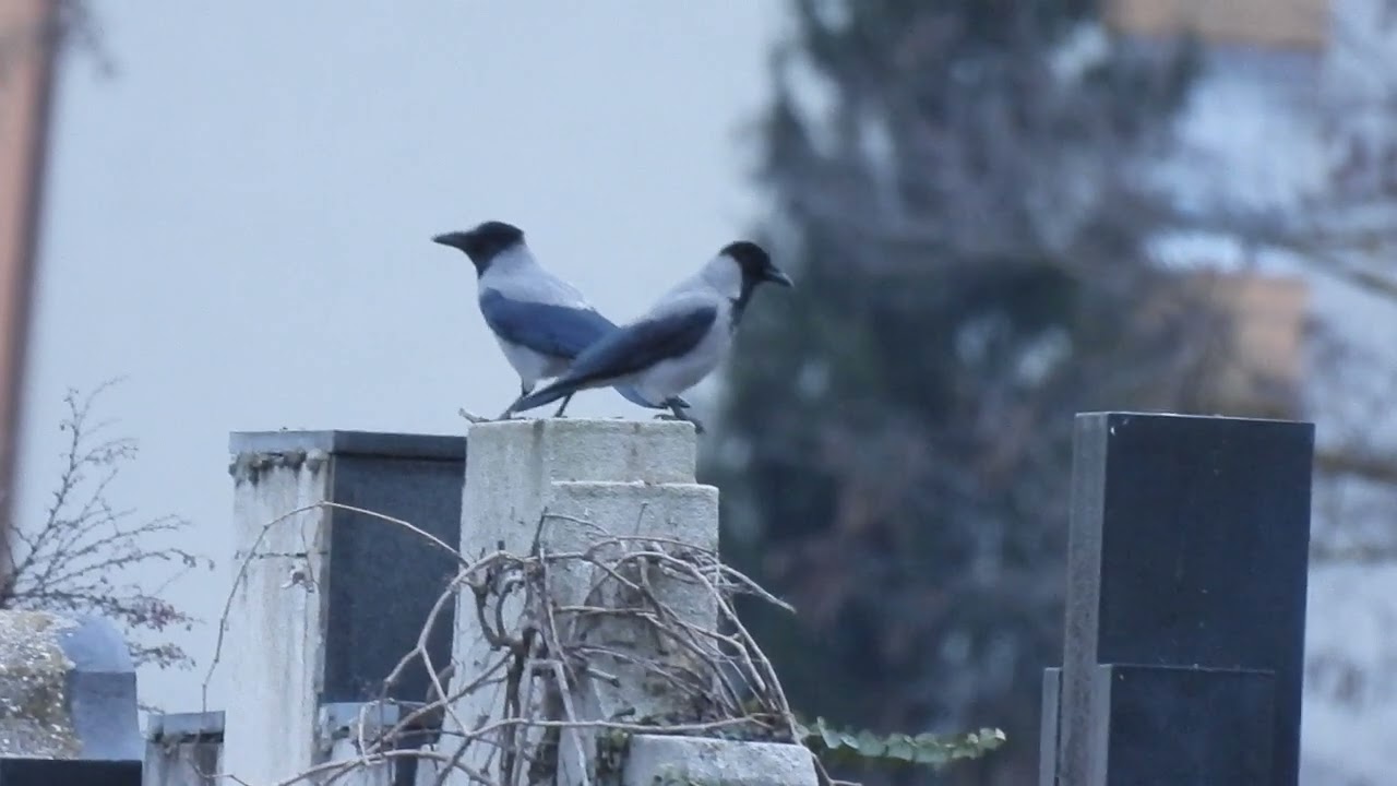 Crow friends