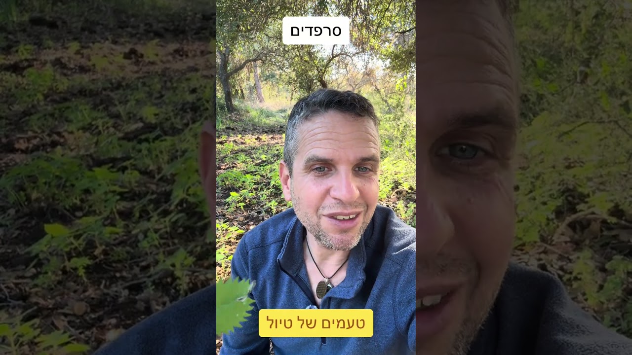 סרפד צורב