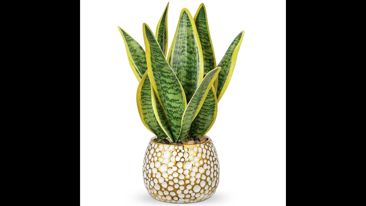 Snake plant to stop smoking, drinking, masturbation, and body pain - Prophet Moses