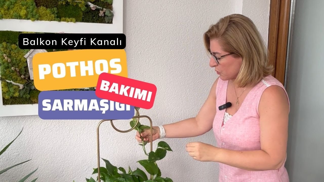 Pothos Sarmaşığı Bakımı