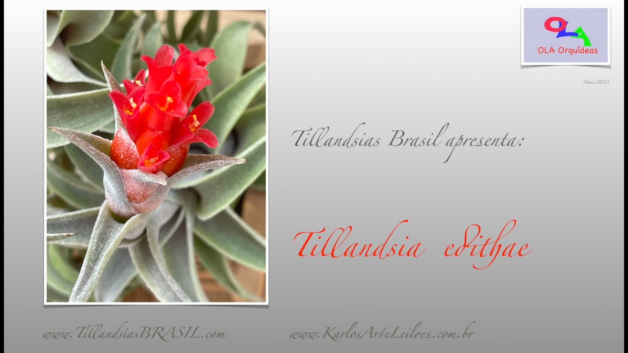 A Fantástica Tillandsia Edithae
