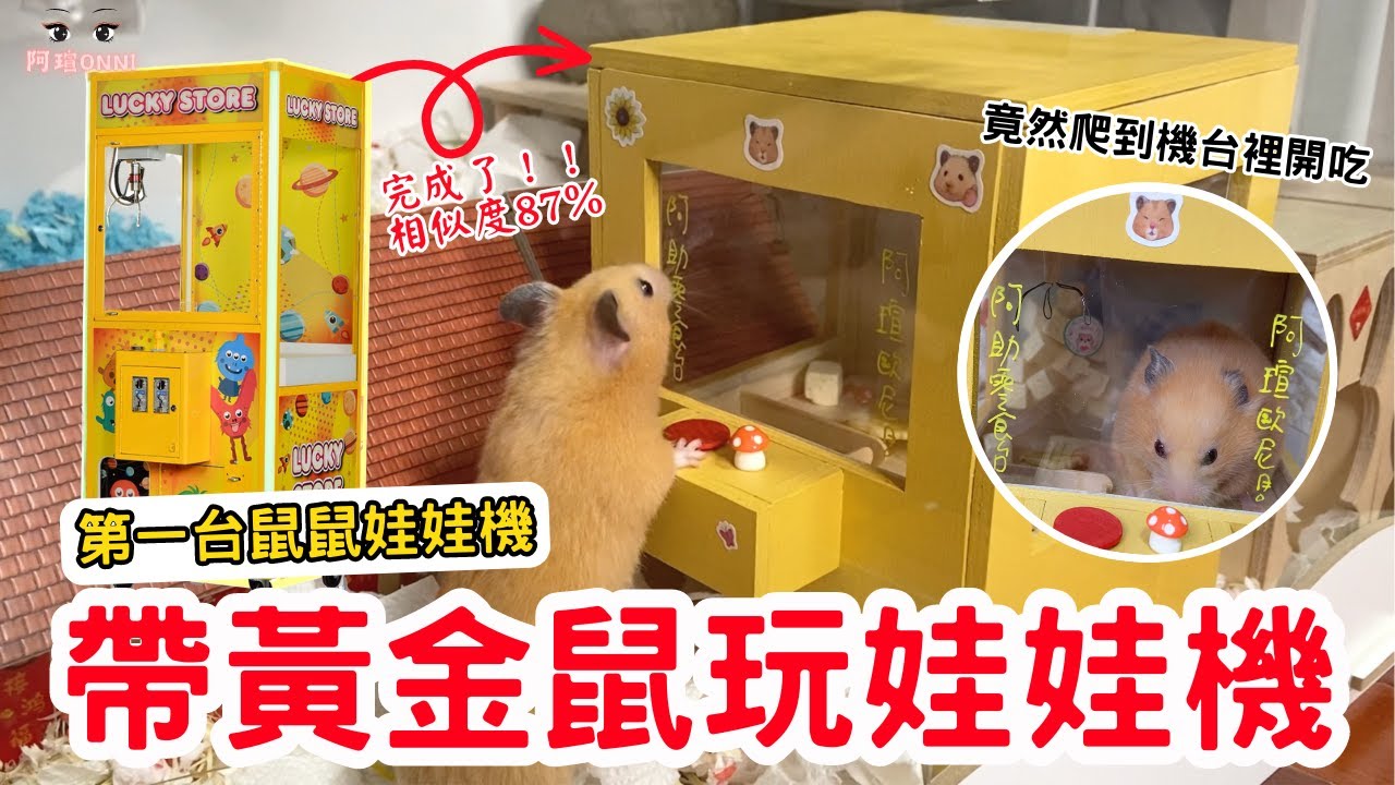 全台唯一鼠用娃娃機！！帶黃金鼠玩零食台了！！阿助玩娃娃機的樣子不要那麼可愛吧？！
