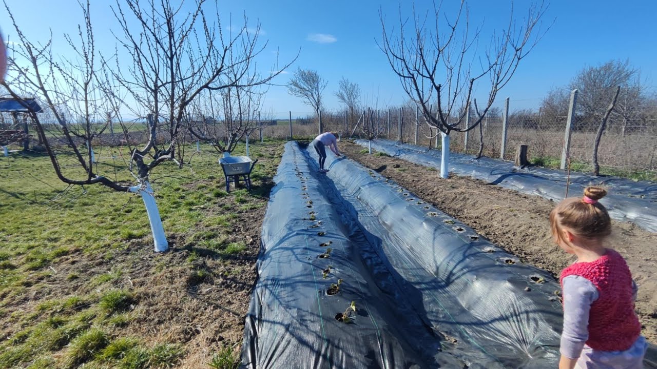 Am plantat 4 soiuri de afine si 300 de stoloni de capsuni ,soiuri diversificate,14 soiuri mai exact.
