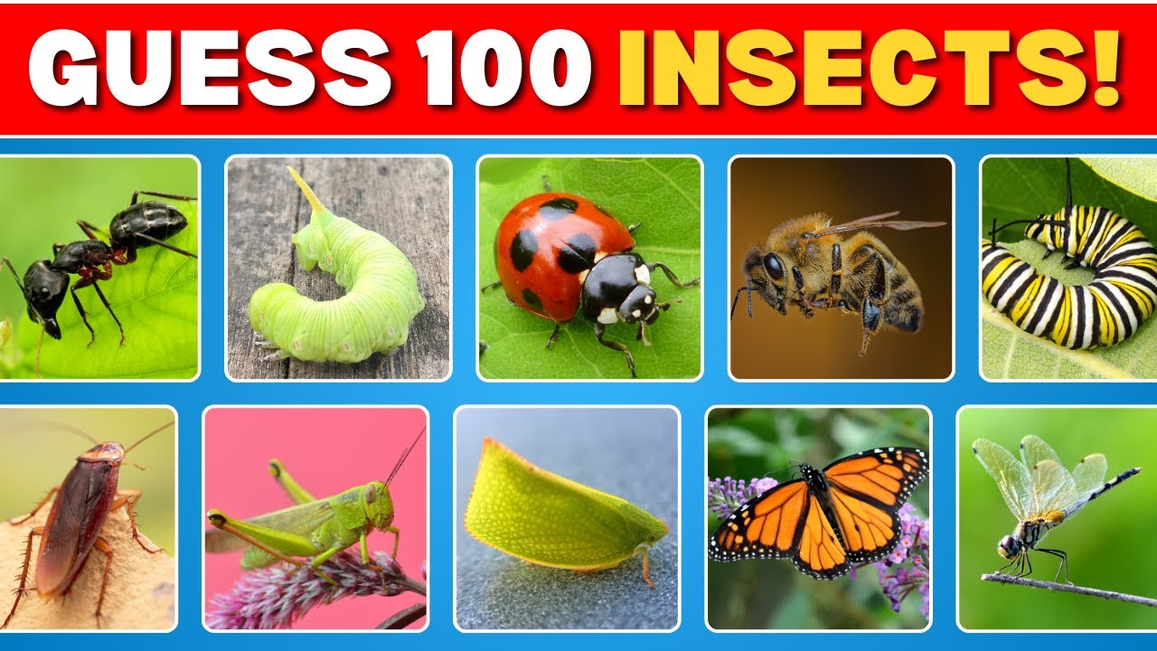 Can You Name These Insects? | Fun English Vocabulary Quiz | Guess The Insect Quiz 🐝