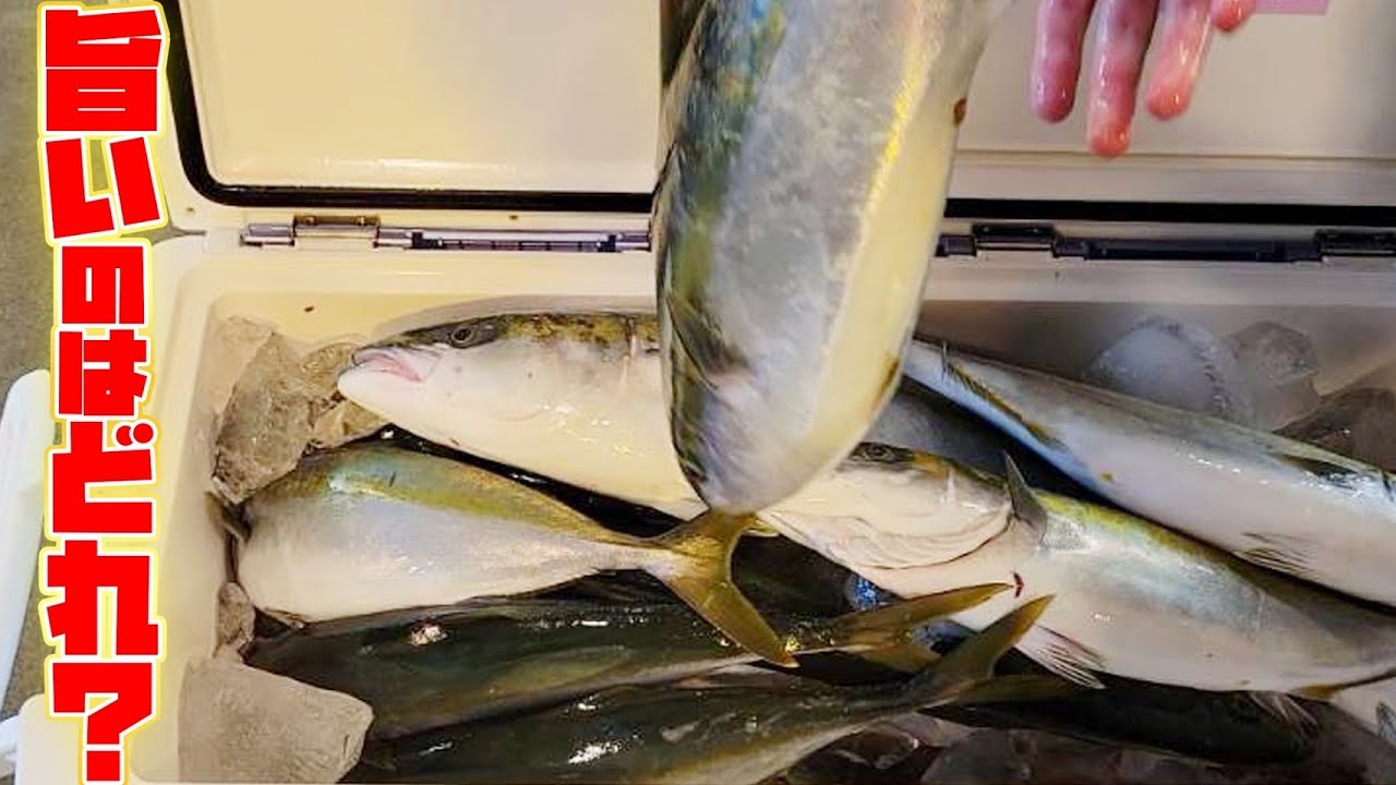 にしやん会長が釣った「ツバス」と「ワラサ」どっちが旨いか食べ比べしてみたよ！