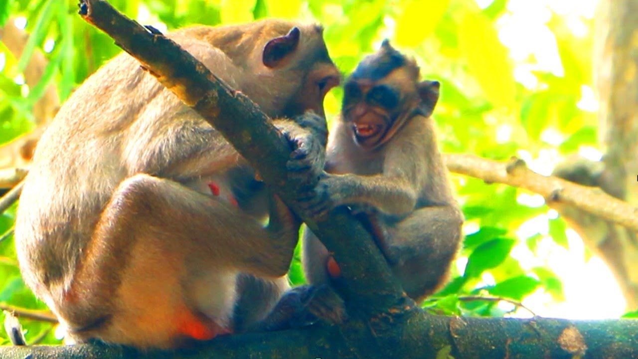 Monkey mom Spring war_ning Shiloh because he wish to steal milk