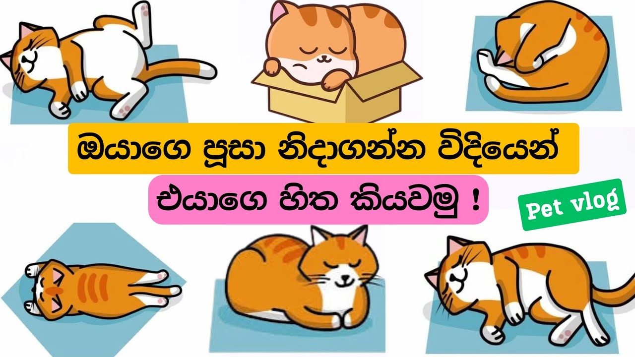 පූසා නිදාගන්න විදියෙන් එයාගෙ හිත කියවමු.
