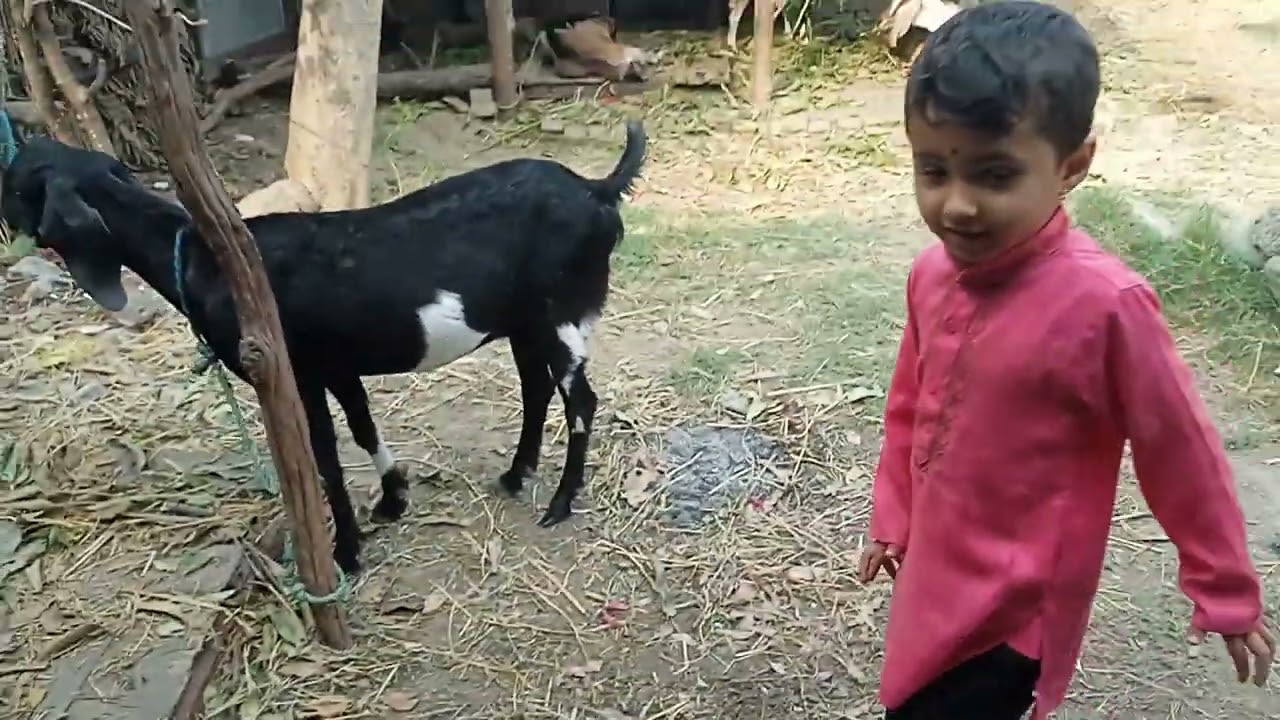 Kids and goat