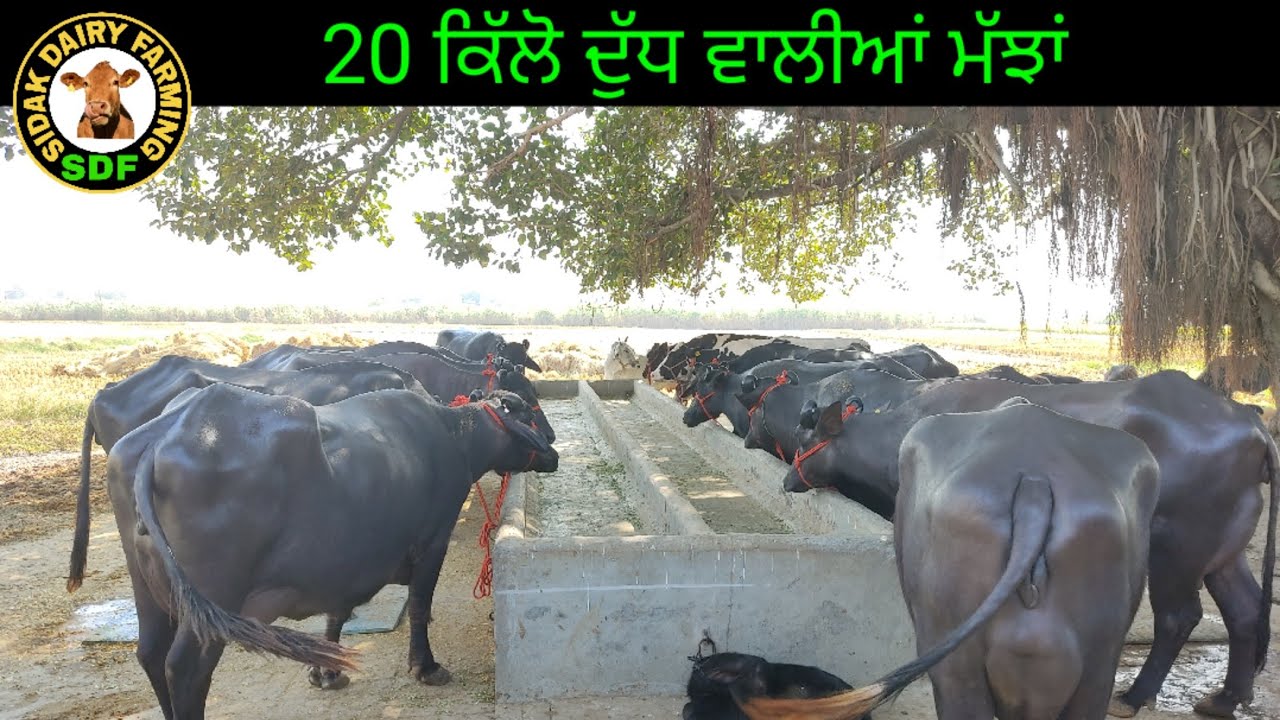 Top class buffaloes for sale, ਸਾਰੀਆਂ ਮੱਝਾਂ ਇੱਕ ਤੋਂ ਇੱਕ ਵੱਧ ਕੇ 28 October 2020