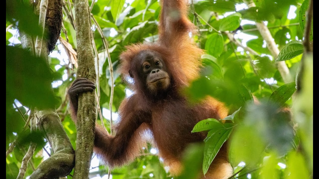 Borneo 2025: Danum Valley Field Centre