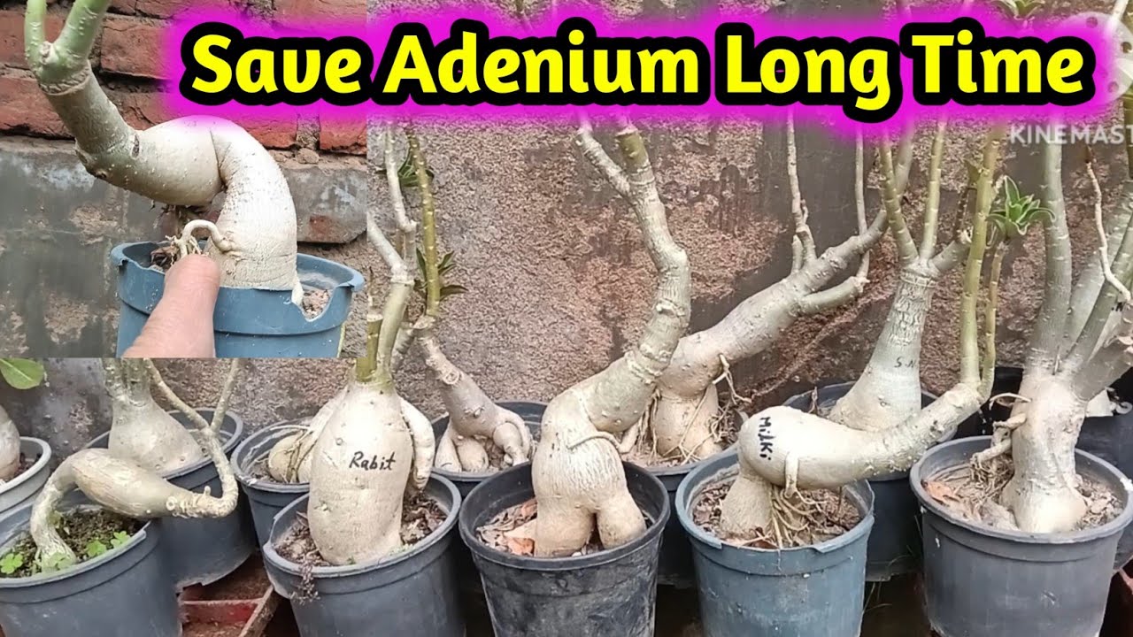 save adenium long time #adeniumlover #gardening #adenium 