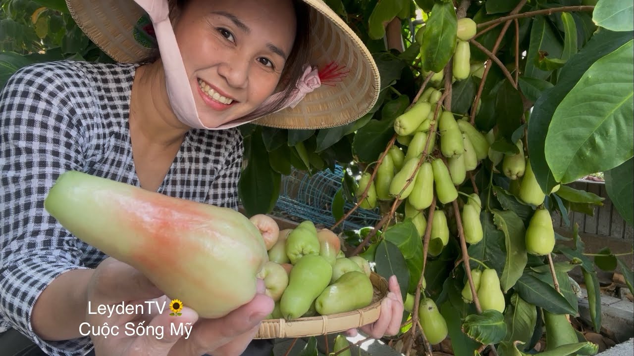 Thu Hoạch Mận An Thái, Mướp, Táo Tàu, Rau Muống