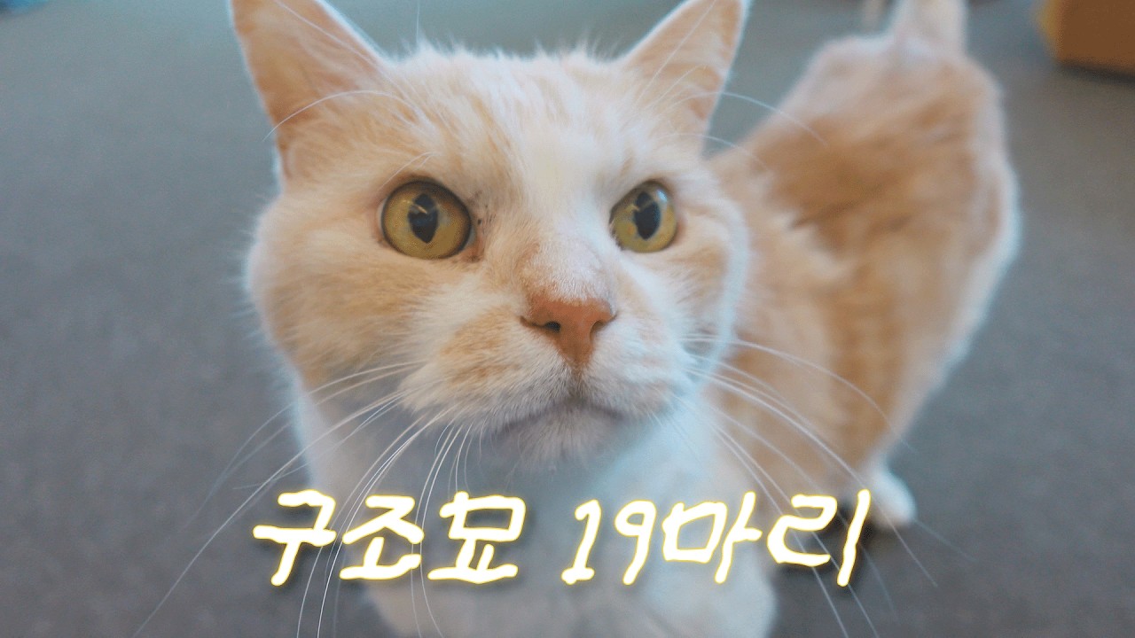 드라마 편집실 동료가 구조묘 19마리? | 공간 소개 | EP.01