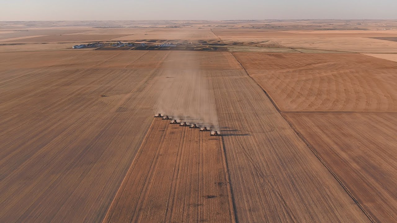 Chickpea Harvest 2017 Monette Farms Saskatchewan Canada